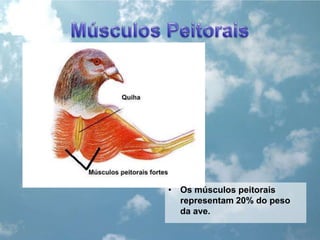 Músculos PeitoraisOs músculos peitorais representam 20% do peso da ave.