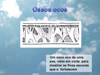 Ossos ocosUm osso oco de uma ave, visto em corte, para mostrar as finas escoras que o  fortalecem