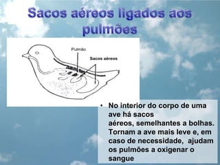 Sacos aéreos ligados aos pulmõesNo interior do corpo de uma ave há sacos aéreos, semelhantes a bolhas. Tornam a ave mais leve e, em caso de necessidade,  ajudam os pulmões a oxigenar o sangue