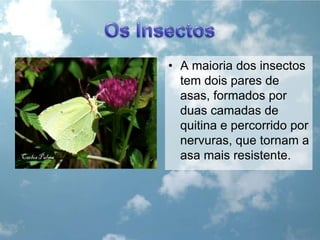 Os InsectosA maioria dos insectos tem dois pares de asas, formados por duas camadas de quitina e percorrido por nervuras, que tornam a asa mais resistente.