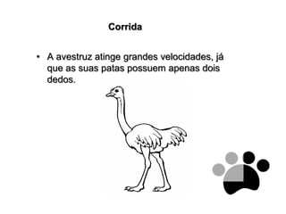 CorridaA avestruz atinge grandes velocidades, já que as suas patas possuem apenas dois dedos.