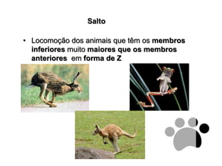 SaltoLocomoção dos animais que têm os membros inferioresmuito maiores que os membros anterioresem forma de Z