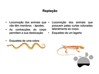 ReptaçãoLocomoção dos animais que não têm membros  - ápodes.As contracções do corpo permitem a sua deslocaçãoEsqueleto de uma cobraLocomoção dos animais que possuem patas curtas colocadas lateralmente ao corpo.Esqueleto de um lagarto