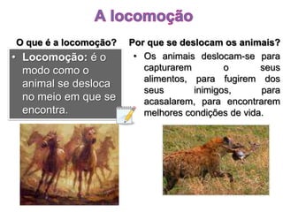 A locomoçãoO que é a locomoção?Por que se deslocam os animais?Locomoção:é o modo como o animal se desloca no meio em que se encontra.Os animais deslocam-se para capturarem o seus alimentos, para fugirem dos seus inimigos, para acasalarem, para encontrarem melhores condições de vida.