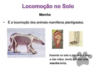 Locomoção no SoloMarchaÉ a locomoção dos animais mamíferos plantígrados.Assenta no solo a planta dos pés                                                              e das mãos, tendo por isso umamarcha lenta,