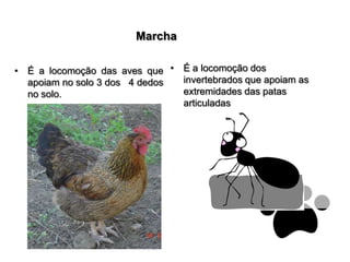  MarchaÉ a locomoção dos invertebrados que apoiam as extremidades das patas articuladasÉ a locomoção das aves que apoiam no solo 3 dos   4 dedos no solo.