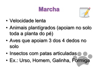 MarchaVelocidade lentaAnimais plantígrados (apoiam no solo toda a planta do pé)Aves que apoiam 3 dos 4 dedos no soloInsectos com patas articuladasEx.: Urso, Homem, Galinha, Formiga