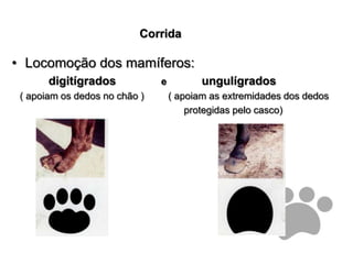 CorridaLocomoção dos mamíferos:  digitígrados                e             ungulígrados   ( apoiam os dedos no chão )         ( apoiam as extremidades dos dedos       protegidas pelo casco) 