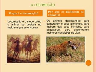 A LOCOMOÇÃO Locomoção é o modo como o animal se desloca no meio em que se encontra. Os animais deslocam-se para capturarem o seus alimentos, para fugirem dos seus inimigos, para acasalarem, para encontrarem melhores condições de vida. O que é a locomoção? Por que se deslocam os animais? 