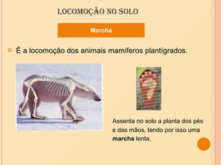 LOCOMOÇÃO NO SOLO É a locomoção dos animais mamíferos plantígrados. Assenta no solo a planta dos pés e das mãos, tendo por isso uma marcha  lenta, Marcha 