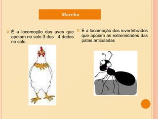 É a locomoção das aves que apoiam no solo 3 dos  4 dedos no solo. É a locomoção dos invertebrados que apoiam as extremidades das patas articuladas Marcha 
