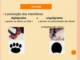 Locomoção dos mamíferos:  digitígrados  e  ungulígrados   ( apoiam os dedos no chão )  ( apoiam as extremidades dos dedos  protegidas pelo casco)  Corrida 