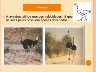 A avestruz atinge grandes velocidades, já que as suas patas possuem apenas dois dedos. Corrida 