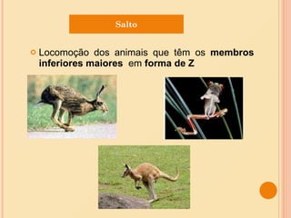 Locomoção dos animais que têm os  membros inferiores   maiores   em  forma de Z Salto 
