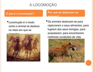A LOCOMOÇÃO
•Locomoção é o modo
como o animal se desloca
no meio em que se
encontra.
•Os animais deslocam-se para
capturar...