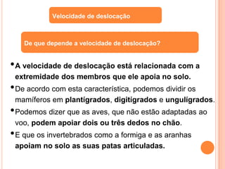•A velocidade de deslocação está relacionada com a
extremidade dos membros que ele apoia no solo.
•De acordo com esta cara...