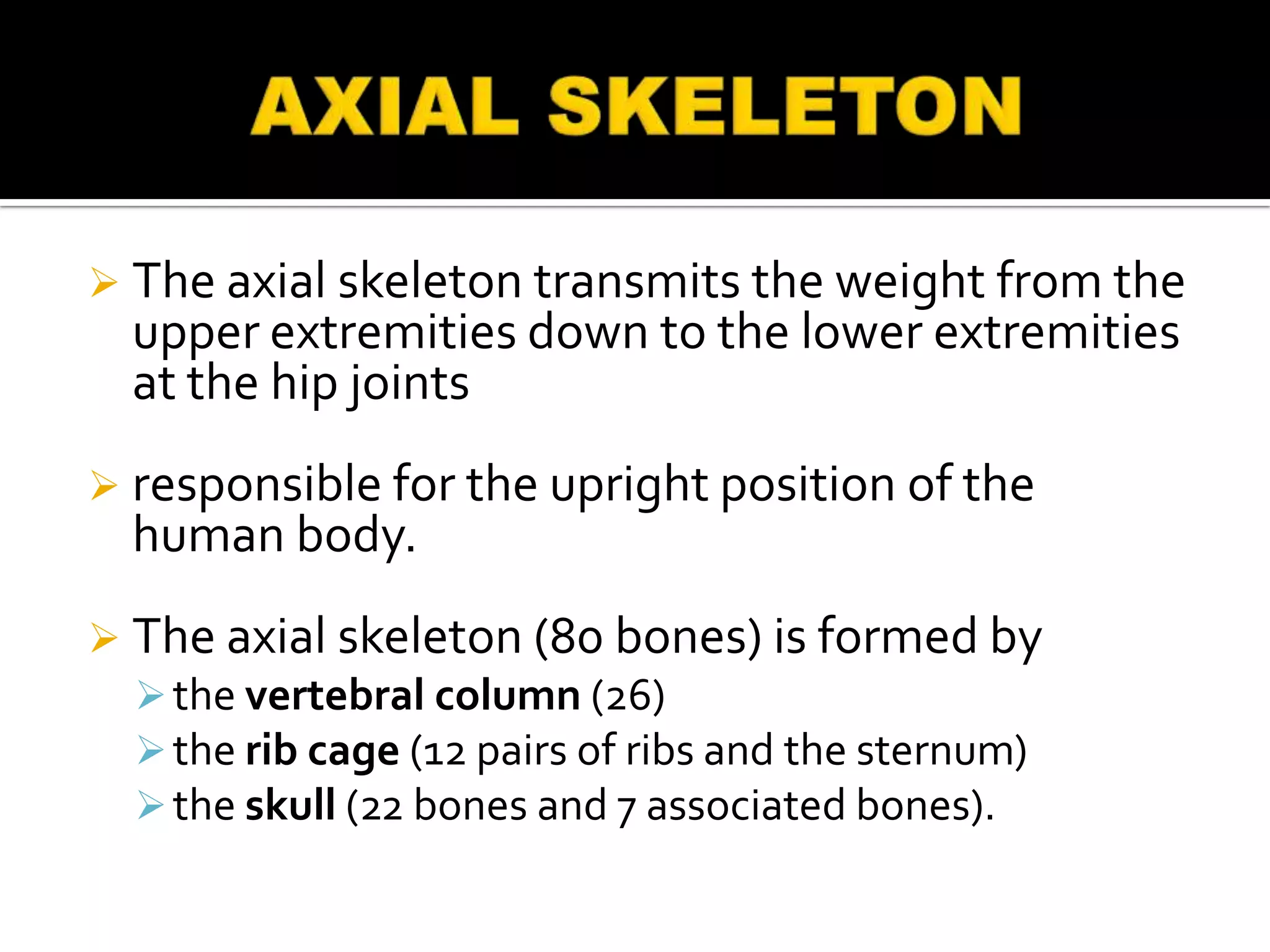  The axial skeleton transmits the weight from the
  upper extremities down to the lower extremities
  at the hip joints
 responsible for the upright position of the
  human body.
 The axial skeleton (80 bones) is formed by
   the vertebral column (26)
   the rib cage (12 pairs of ribs and the sternum)
   the skull (22 bones and 7 associated bones).
 