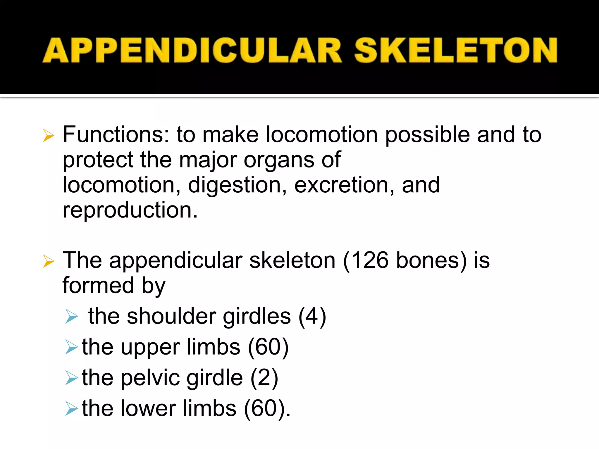    Functions: to make locomotion possible and to
    protect the major organs of
    locomotion, digestion, excretion, and
    reproduction.

   The appendicular skeleton (126 bones) is
    formed by
     the shoulder girdles (4)
     the upper limbs (60)
     the pelvic girdle (2)
     the lower limbs (60).
 