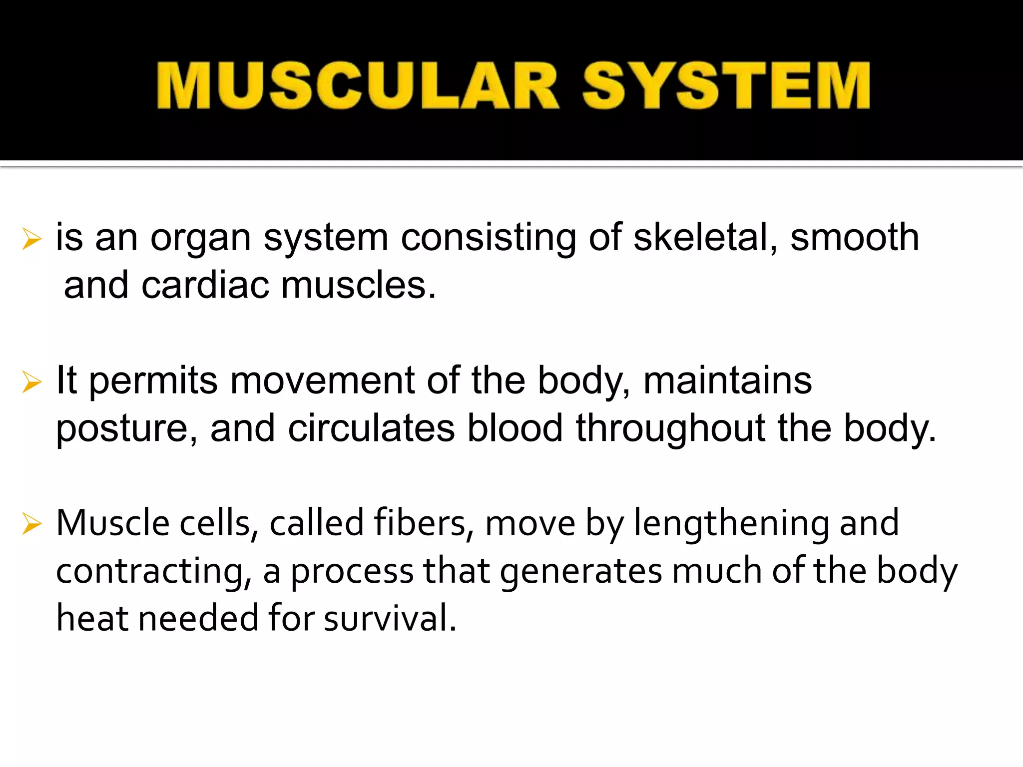    is an organ system consisting of skeletal, smooth
     and cardiac muscles.

   It permits movement of the body, maintains
    posture, and circulates blood throughout the body.

   Muscle cells, called fibers, move by lengthening and
    contracting, a process that generates much of the body
    heat needed for survival.
 