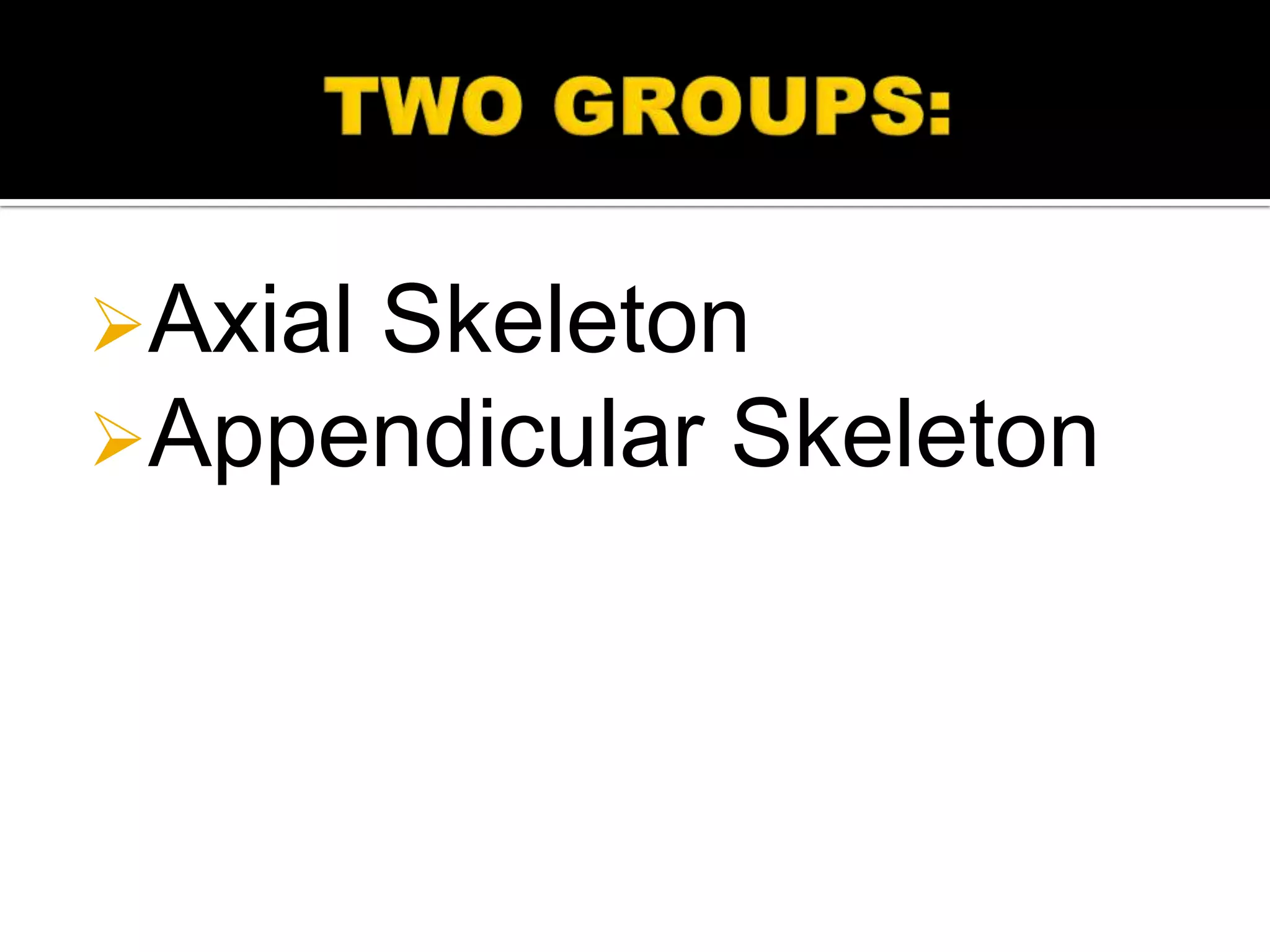 Axial Skeleton
Appendicular Skeleton
 
