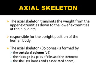  The axial skeleton transmits the weight from the
  upper extremities down to the lower extremities
  at the hip joints
 responsible for the upright position of the
  human body.
 The axial skeleton (80 bones) is formed by
   the vertebral column (26)
   the rib cage (12 pairs of ribs and the sternum)
   the skull (22 bones and 7 associated bones).
 