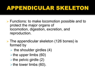    Functions: to make locomotion possible and to
    protect the major organs of
    locomotion, digestion, excretion, and
    reproduction.

   The appendicular skeleton (126 bones) is
    formed by
     the shoulder girdles (4)
     the upper limbs (60)
     the pelvic girdle (2)
     the lower limbs (60).
 