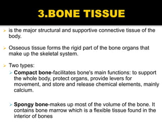    is the major structural and supportive connective tissue of the
    body.

   Osseous tissue forms the rigid part of the bone organs that
    make up the skeletal system.

   Two types:
     Compact bone-facilitates bone's main functions: to support
      the whole body, protect organs, provide levers for
      movement, and store and release chemical elements, mainly
      calcium.

     Spongy bone-makes up most of the volume of the bone. It
      contains bone marrow which is a flexible tissue found in the
      interior of bones
 