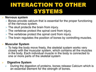    Nervous system
     Bones provide calcium that is essential for the proper functioning
      of the nervous system.
     The skull protects the brain from injury.
     The vertebrae protect the spinal cord from injury.
     The vertebrae protect the spinal cord from injury.
     The brain regulates the position of bones by controlling muscles.

   Muscular System
     To help the body move freely, the skeletal system works very
      closely with the muscular system, which contains all the muscles
      in the body. Each individual muscle in the body is connected to
      one or more parts of the skeletal system

    Digestive System
     During the digestion of proteins, bones release Calcium which is
       an essential element for the strength of bones.
 
