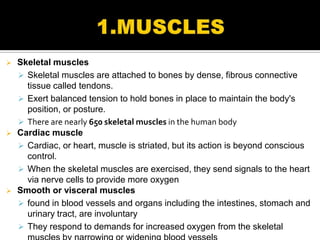    Skeletal muscles
     Skeletal muscles are attached to bones by dense, fibrous connective
      tissue called tendons.
     Exert balanced tension to hold bones in place to maintain the body's
      position, or posture.
     There are nearly 650 skeletal muscles in the human body
   Cardiac muscle
     Cardiac, or heart, muscle is striated, but its action is beyond conscious
      control.
     When the skeletal muscles are exercised, they send signals to the heart
      via nerve cells to provide more oxygen
   Smooth or visceral muscles
     found in blood vessels and organs including the intestines, stomach and
      urinary tract, are involuntary
     They respond to demands for increased oxygen from the skeletal
 