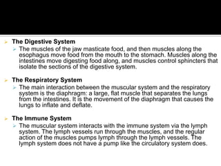    The Digestive System
     The muscles of the jaw masticate food, and then muscles along the
      esophagus move food from the mouth to the stomach. Muscles along the
      intestines move digesting food along, and muscles control sphincters that
      isolate the sections of the digestive system.

   The Respiratory System
     The main interaction between the muscular system and the respiratory
      system is the diaphragm: a large, flat muscle that separates the lungs
      from the intestines. It is the movement of the diaphragm that causes the
      lungs to inflate and deflate.

   The Immune System
     The muscular system interacts with the immune system via the lymph
      system. The lymph vessels run through the muscles, and the regular
      action of the muscles pumps lymph through the lymph vessels. The
      lymph system does not have a pump like the circulatory system does.
 