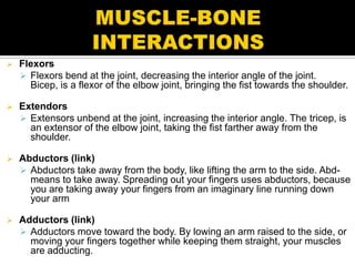    Flexors
     Flexors bend at the joint, decreasing the interior angle of the joint.
      Bicep, is a flexor of the elbow joint, bringing the fist towards the shoulder.

   Extendors
     Extensors unbend at the joint, increasing the interior angle. The tricep, is
      an extensor of the elbow joint, taking the fist farther away from the
      shoulder.

   Abductors (link)
     Abductors take away from the body, like lifting the arm to the side. Abd-
      means to take away. Spreading out your fingers uses abductors, because
      you are taking away your fingers from an imaginary line running down
      your arm

   Adductors (link)
     Adductors move toward the body. By lowing an arm raised to the side, or
      moving your fingers together while keeping them straight, your muscles
      are adducting.
 