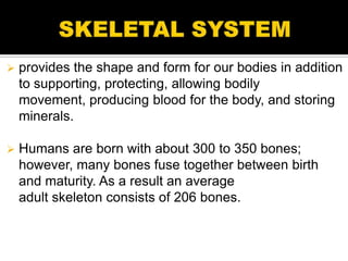    provides the shape and form for our bodies in addition
    to supporting, protecting, allowing bodily
    movement, producing blood for the body, and storing
    minerals.

   Humans are born with about 300 to 350 bones;
    however, many bones fuse together between birth
    and maturity. As a result an average
    adult skeleton consists of 206 bones.
 