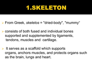    From Greek, skeletos = "dried-body", "mummy“

   consists of both fused and individual bones
    supported and supplemented by ligaments,
    tendons, muscles and cartilage.

   It serves as a scaffold which supports
    organs, anchors muscles, and protects organs such
    as the brain, lungs and heart.
 