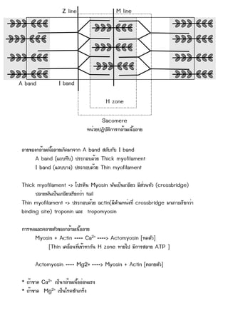 Z line                                            M line




A band                          I band

                                                                           H zone

                                                                     Sacomere
                                                        Ëห¹นè่ÇวÂย»ป¯ฏÔิºบÑัµตÔิ¡กÒาÃร¡กÅลé้ÒาÁมàเ¹น×ืé้ÍอÅลÒาÂย

 ÅลÒาÂย¢ขÍอ§ง¡กÅลé้ÒาÁมàเ¹น×ืé้ÍอÅลÒาÂยàเ¡กÔิ´ดÁมÒา¨จÒา¡ก A band ÊสÅลÑัºบ¡กÑัºบ I band
            A band (áแ¶ถºบ·ทÖึºบ) »ปÃรÐะ¡กÍอºบ´ดé้ÇวÂย Thick myofilament
            I band (áแ¶ถºบºบÒา§ง) »ปÃรÐะ¡กÍอºบ´ดé้ÇวÂย Thin myofilament

 Thick myofilament => âโ»ปÃรµตÕี¹น Myosin ¾พÑั¹นàเ»ปç็¹นàเ¡กÅลÕีÂยÇว ÁมÕีÊสè่Çว¹นËหÑัÇว (crossbridge)
       »ปÅลÒาÂย¾พÑั¹นàเ»ปç็¹นàเ¡กÅลÕีÂยÇวàเÃรÕีÂย¡กÇวè่Òา tail
 Thin myofilament => »ปÃรÐะ¡กÍอºบ´ดé้ÇวÂย actin(ÁมÕีµตÓำáแËห¹นè่§ง·ทÕีè่ crossbridge ÁมÒาàเ¡กÒาÐะàเÃรÕีÂย¡กÇวè่Òา
 binding site) troponin áแÅลÐะ tropomyosin

 ¡กÒาÃรËห´ดáแÅลÐะ¤คÅลÒาÂยµตÑัÇว¢ขÍอ§ง¡กÅลé้ÒาÁมàเ¹น×ืé้ÍอÅลÒาÂย
           Myosin + Actin ==== Ca2+ ====> Actomyosin [Ëห´ดµตÑัÇว]
                      [Thin àเ¤คÅล×ืè่Íอ¹น·ทÕีè่àเ¢ขé้ÒาËหÒา¡กÑั¹น H zone ËหÒาÂยäไ»ป ÁมÕี¡กÒาÃรÊสÅลÒาÂย ATP ]

            Actomyosin ==== Mg2+ ====> Myosin + Actin [¤คÅลÒาÂยµตÑัÇว]

 * ¶ถé้Òา¢ขÒา´ด Ca2+ àเ»ปç็¹น¡กÅลé้ÒาÁมàเ¹น×ืé้ÍอÍอè่Íอ¹นáแÃร§ง
 * ¶ถé้Òา¢ขÒา´ด Mg2+ àเ»ปç็¹นâโÃร¤คªชÑั¡กàเ¡กÃรç็§ง
 