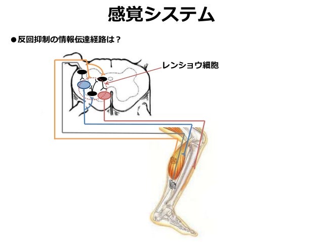 Locomotion