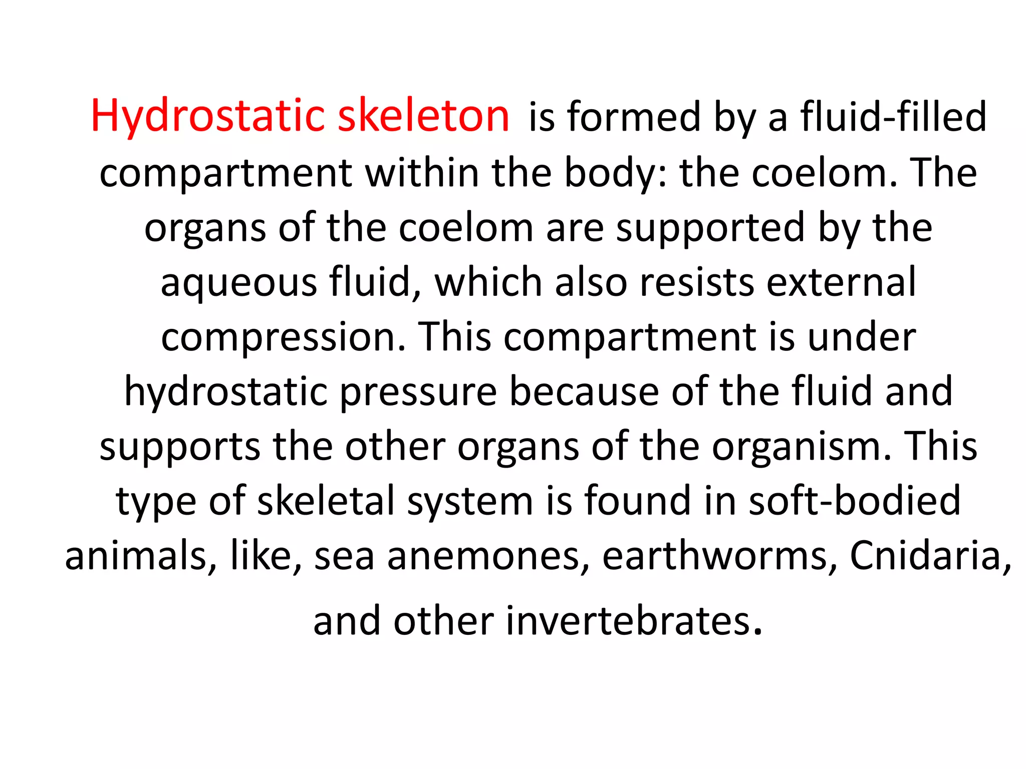 Hydrostatic skeleton is formed by a fluid-filled
compartment within the body: the coelom. The
organs of the coelom are supported by the
aqueous fluid, which also resists external
compression. This compartment is under
hydrostatic pressure because of the fluid and
supports the other organs of the organism. This
type of skeletal system is found in soft-bodied
animals, like, sea anemones, earthworms, Cnidaria,
and other invertebrates.
 