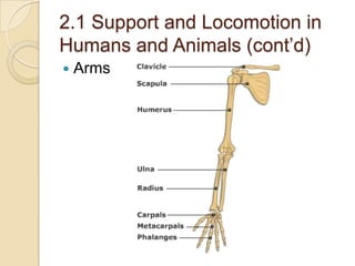 2.1 Support and Locomotion in
Humans and Animals (cont’d)
   Arms
 