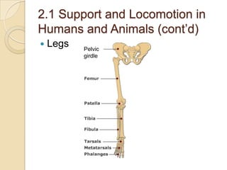 2.1 Support and Locomotion in
Humans and Animals (cont’d)
   Legs   Pelvic
           girdle
 