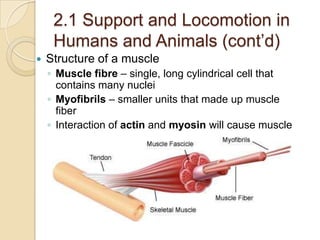 2.1 Support and Locomotion in
     Humans and Animals (cont’d)
   Structure of a muscle
    ◦ Muscle fibre – single, long cylindrical cell that
      contains many nuclei
    ◦ Myofibrils – smaller units that made up muscle
      fiber
    ◦ Interaction of actin and myosin will cause muscle
      contraction
 