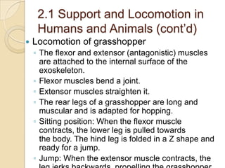 2.1 Support and Locomotion in
     Humans and Animals (cont’d)
   Locomotion of grasshopper
    ◦ The flexor and extensor (antagonistic) muscles
      are attached to the internal surface of the
      exoskeleton.
    ◦ Flexor muscles bend a joint.
    ◦ Extensor muscles straighten it.
    ◦ The rear legs of a grasshopper are long and
      muscular and is adapted for hopping.
    ◦ Sitting position: When the flexor muscle
      contracts, the lower leg is pulled towards
      the body. The hind leg is folded in a Z shape and
      ready for a jump.
    ◦ Jump: When the extensor muscle contracts, the
 