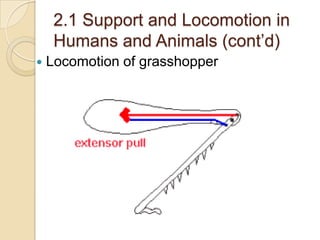 2.1 Support and Locomotion in
     Humans and Animals (cont’d)
   Locomotion of grasshopper
 