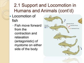 2.1 Support and Locomotion in
     Humans and Animals (cont’d)
   Locomotion of
    fish
    ◦ Fish move forward
      from the
      contraction and
      relaxation
      (antagonistic) of
      myotome on either
      side of the body
 