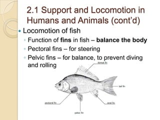 2.1 Support and Locomotion in
     Humans and Animals (cont’d)
   Locomotion of fish
    ◦ Function of fins in fish – balance the body
    ◦ Pectoral fins – for steering
    ◦ Pelvic fins – for balance, to prevent diving
      and rolling
 