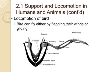 2.1 Support and Locomotion in
     Humans and Animals (cont’d)
   Locomotion of bird
    ◦ Bird can fly either by flapping their wings or
      gliding
 