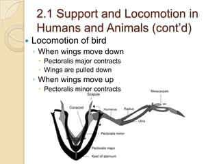 2.1 Support and Locomotion in
     Humans and Animals (cont’d)
   Locomotion of bird
    ◦ When wings move down
      Pectoralis major contracts
      Wings are pulled down
    ◦ When wings move up
      Pectoralis minor contracts
 