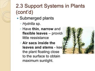 2.3 Support Systems in Plants
(cont’d)
   Submerged plants
    ◦ Hydrilla sp.
    ◦ Have thin, narrow and
      flexible leaves – provide
      little ressistance
    ◦ Air sacs inside the
      leaves and stems - keep
      the plant floating close
      to the surface to obtain
      maximum sunlight.
 