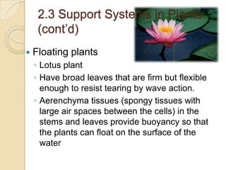 2.3 Support Systems in Plants
     (cont’d)
   Floating plants
    ◦ Lotus plant
    ◦ Have broad leaves that are firm but flexible
      enough to resist tearing by wave action.
    ◦ Aerenchyma tissues (spongy tissues with
      large air spaces between the cells) in the
      stems and leaves provide buoyancy so that
      the plants can float on the surface of the
      water
 
