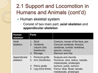 2.1 Support and Locomotion in
  Humans and Animals (cont’d)
      Human skeletal system
       ◦ Consist of two main part; axial skeleton and
         appendicular skeleton
Human          Parts
skeleton
Axial          1. Skull              Cranium, bones of the face, jaw
skeleton       2. Vertebral          Cervical vertebrae, thoracic
                  column (the        vertebrae, lumbar vertebrae,
                  backbone)          sacrum, coccyx
               3. Ribcage            Sternum and ribs
Appendicular   1. Pectoral girdle    Scapula and clavicle
skeleton       2. Arm (forelimbs)    Humerus, ulna, radius, carpals,
                                     metacarpals, phalanges
               3. Pelvic girdle      Ischium, pubis, ischium
               4. Leg (hind limbs)   Femur, tibia, fibula, tarsals,
                                     metatarsals. phalanges
 
