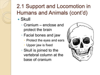 2.1 Support and Locomotion in
Humans and Animals (cont’d)
   Skull
    ◦ Cranium – enclose and
      protect the brain
    ◦ Facial bones and jaw
      Protect the eyes and ears
      Upper jaw is fixed
    ◦ Skull is joined to the
      vertebral column at the
      base of cranium
 