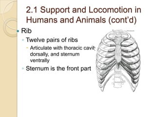2.1 Support and Locomotion in
     Humans and Animals (cont’d)
   Rib
    ◦ Twelve pairs of ribs
      Articulate with thoracic cavity
       dorsally, and sternum
       ventrally
    ◦ Sternum is the front part
 